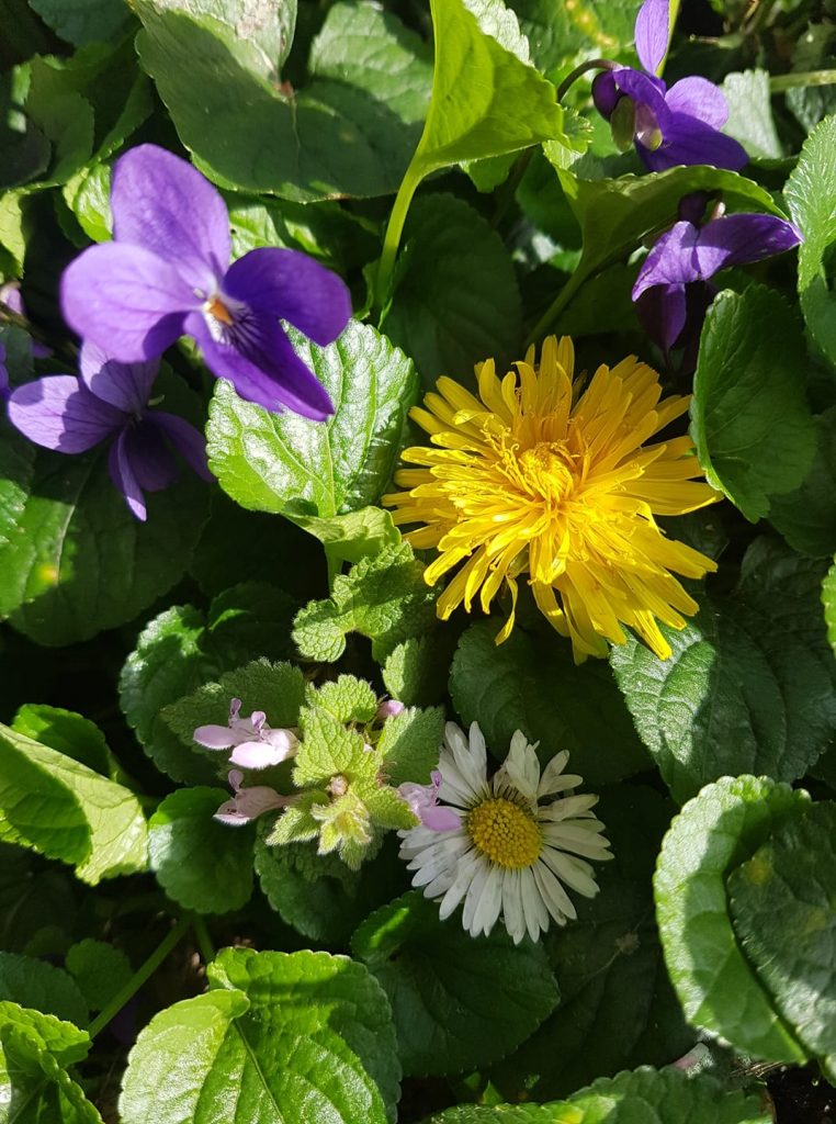 FLEURS DE PRITEMPS